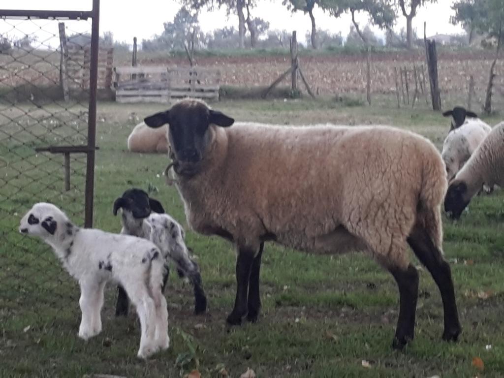 Agriturismo Rustichino Βίλα Giano dellʼUmbria Εξωτερικό φωτογραφία
